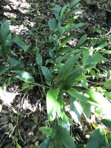 Alpinia boninsimensis iNat (2)