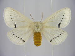 Phiala venusta