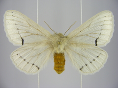 Phiala venusta