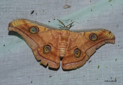 Antheraea paphia