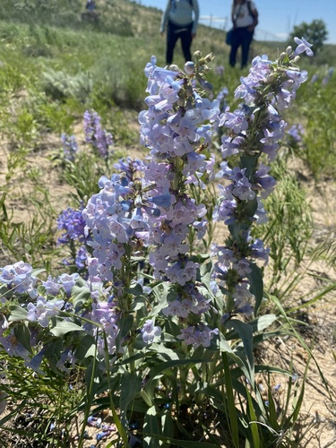 Penstemon angustifolius var. caudatus