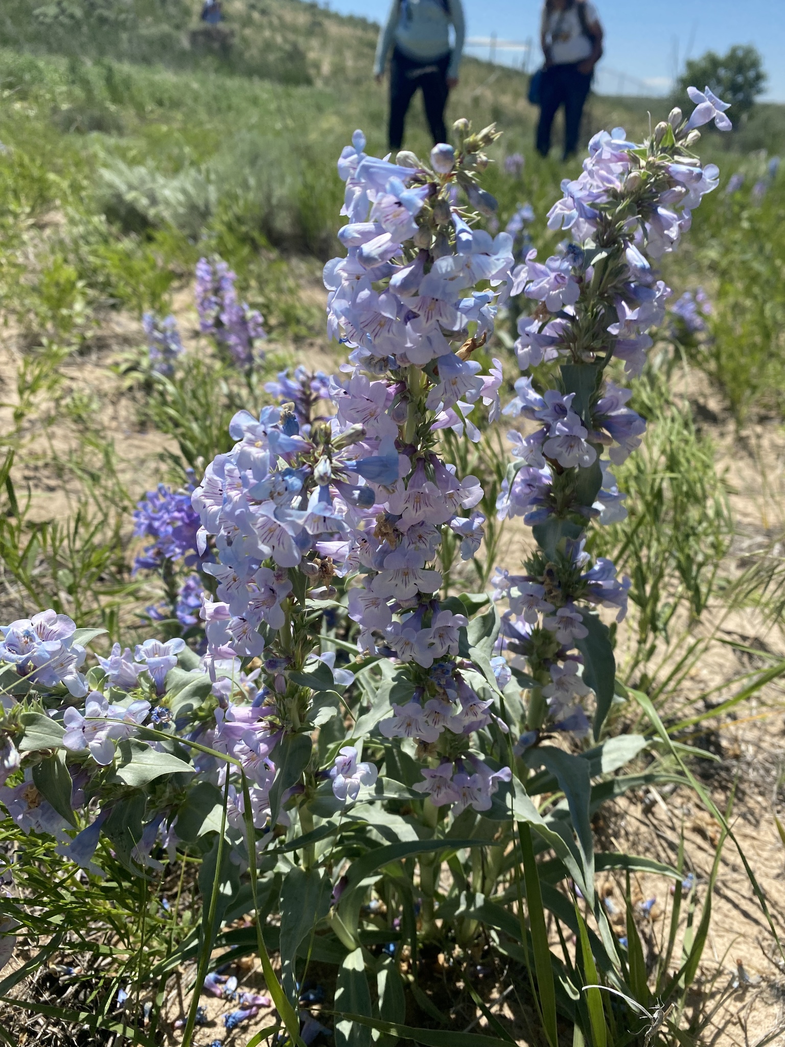 Penstemon angustifolius var. caudatus