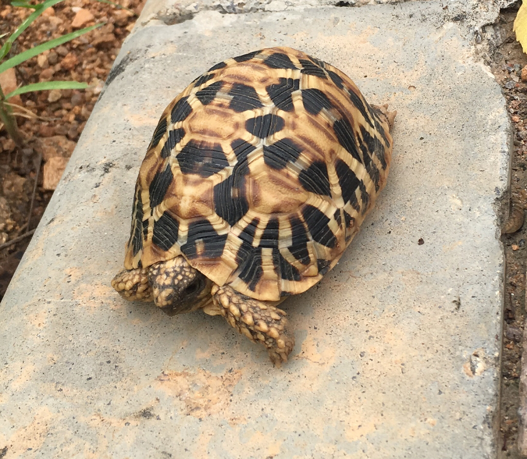 Indian Star Tortoise In August 2019 By Haffiz · INaturalist