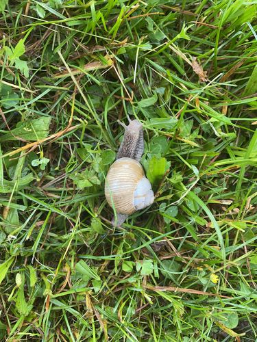 Helix pomatia