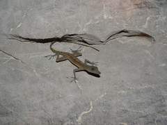 Anolis bartschi