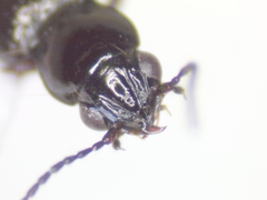 Bembidion concretum