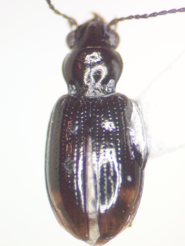 Thick Riverbank Ground Beetle