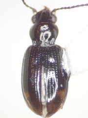 Bembidion concretum