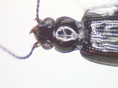 Bembidion concretum