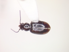 Bembidion concretum