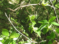 Codonopsis lanceolata