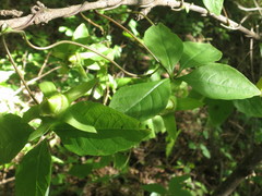 Codonopsis lanceolata