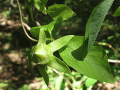 Codonopsis lanceolata