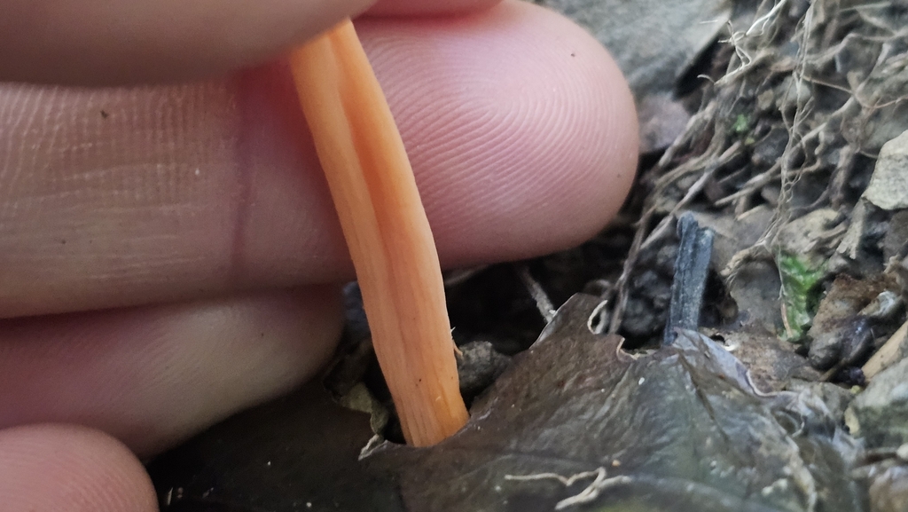 Clavulinopsis sulcata · June 2025 · photo: © henryahh (iNaturalist, cc0)