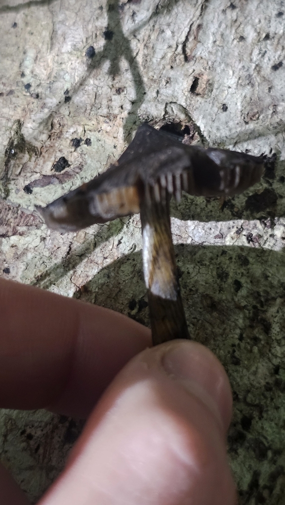 Hygrocybe astatogala · June 2025 · photo: © henryahh (iNaturalist, cc0)