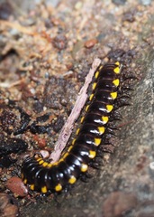 Harpaphe haydeniana inlignea