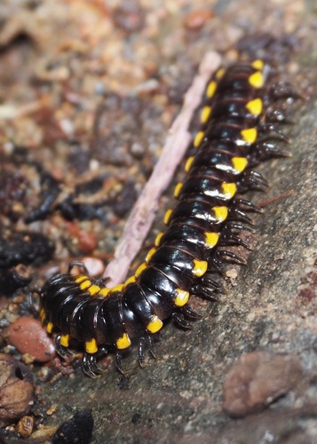 Subspecies Harpaphe haydeniana inlignea · iNaturalist