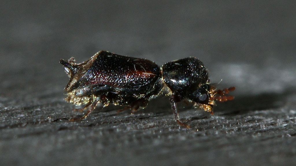 Xylobosca canina