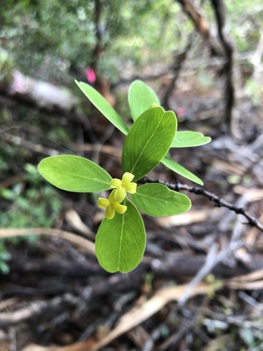 Wikstroemia pseudoretusa iNat (2)
