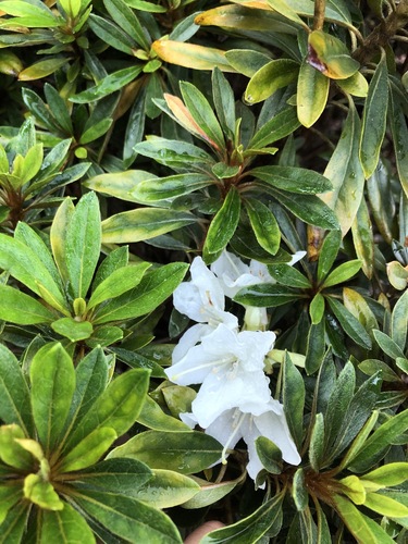 Rhododendron boninense iNat (1)