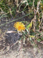 Agoseris aurantiaca