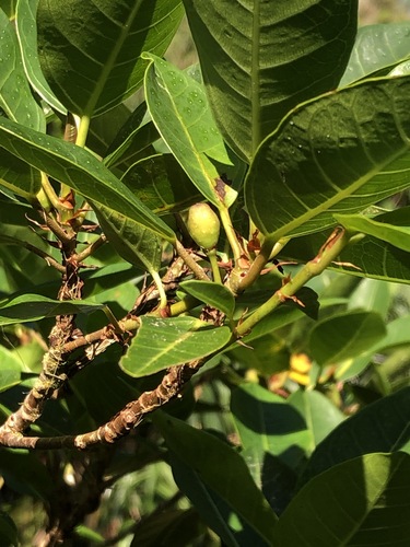 Ficus boninsimae observed 2019-12-18