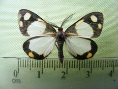Terina charmione