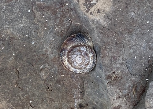 Dalles Mountainsnail