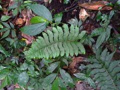 Hymenasplenium excisum