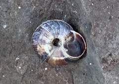 Oreohelix variabilis