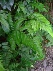 Diplazium doederleinii