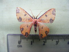 Celidomphax rubrimaculata