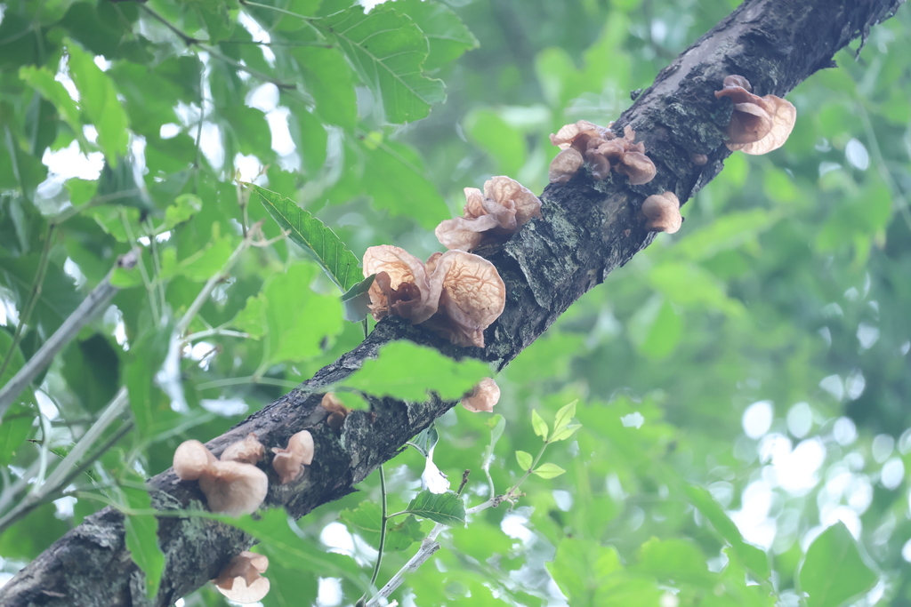 Auricularia auricula-judae · June 2025 · photo: © joycjy (iNaturalist, CC)