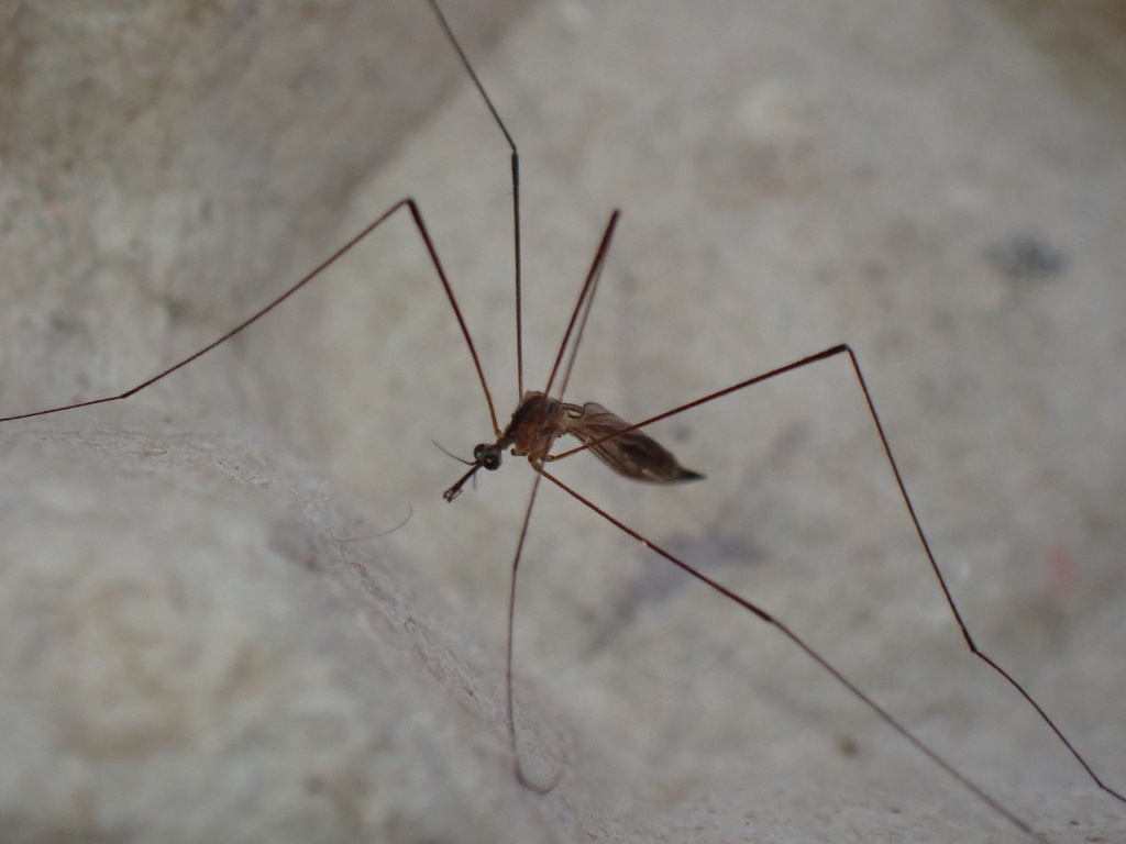 Helius longirostris