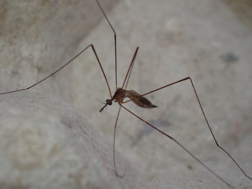 Helius longirostris