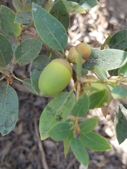 Quercus vacciniifolia