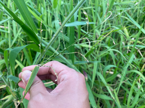 Urochloa mutica observed 2025-06-02
