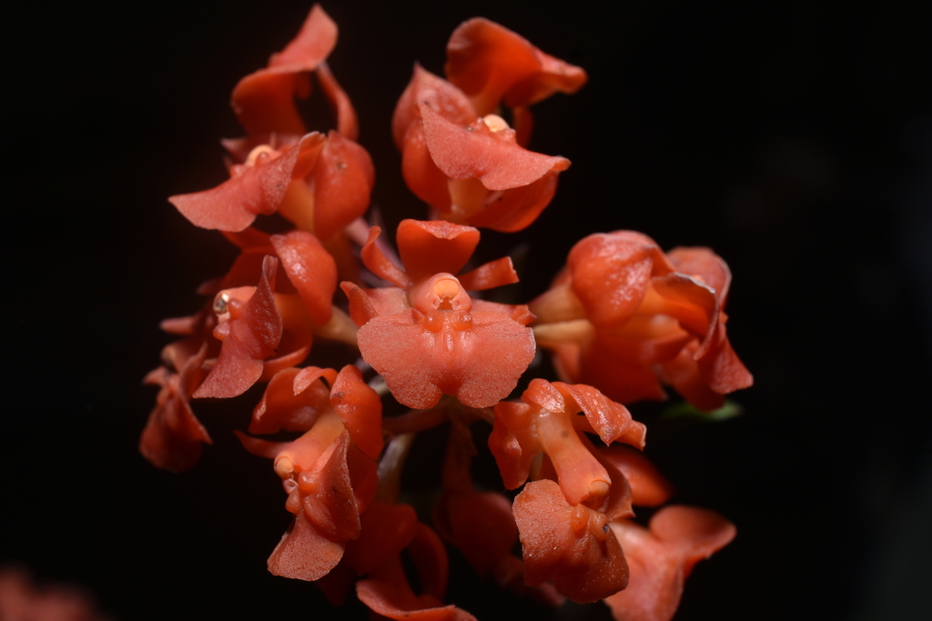 Epidendrum ardens Kraenzl. 2