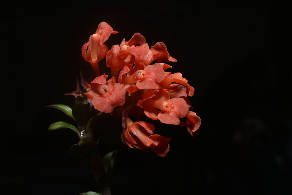 Epidendrum ardens Kraenzl. 3