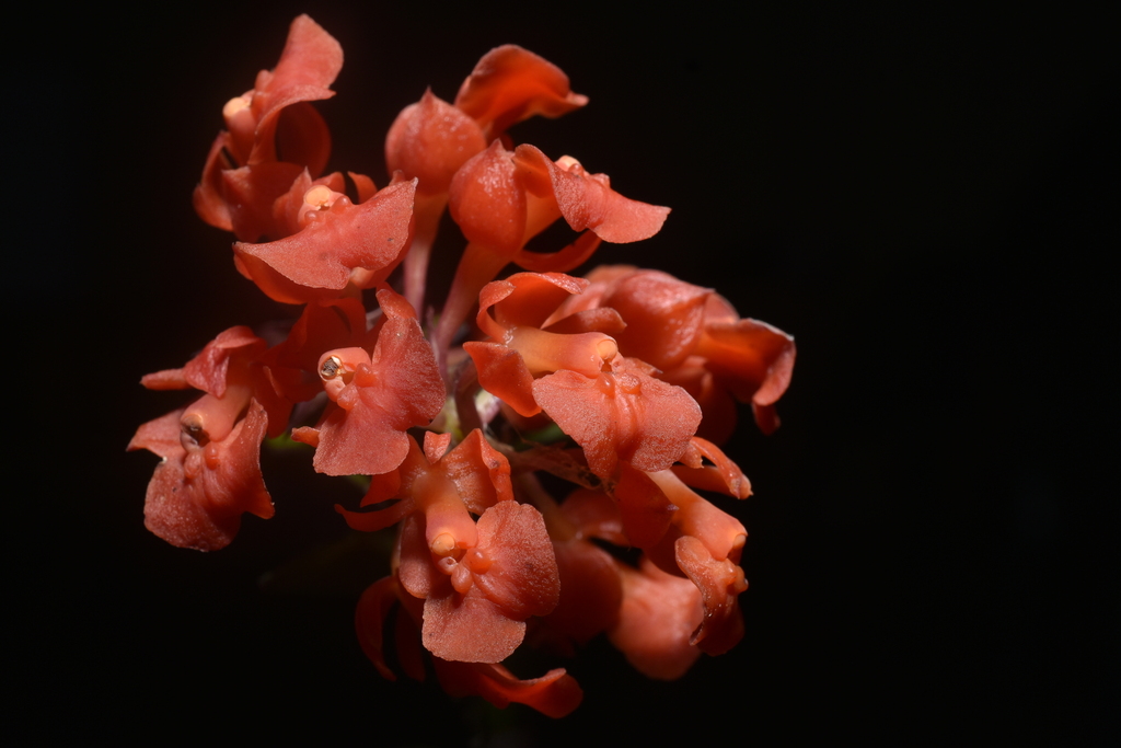 Epidendrum ardens Kraenzl. 4