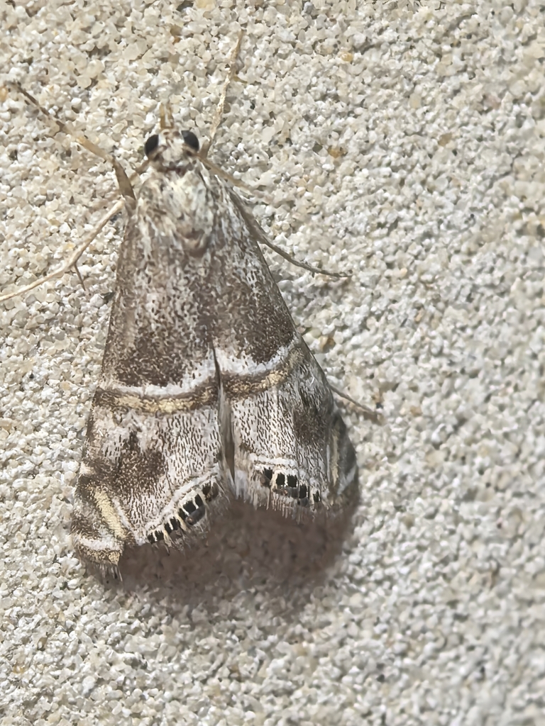 Euchromius gratiosellus