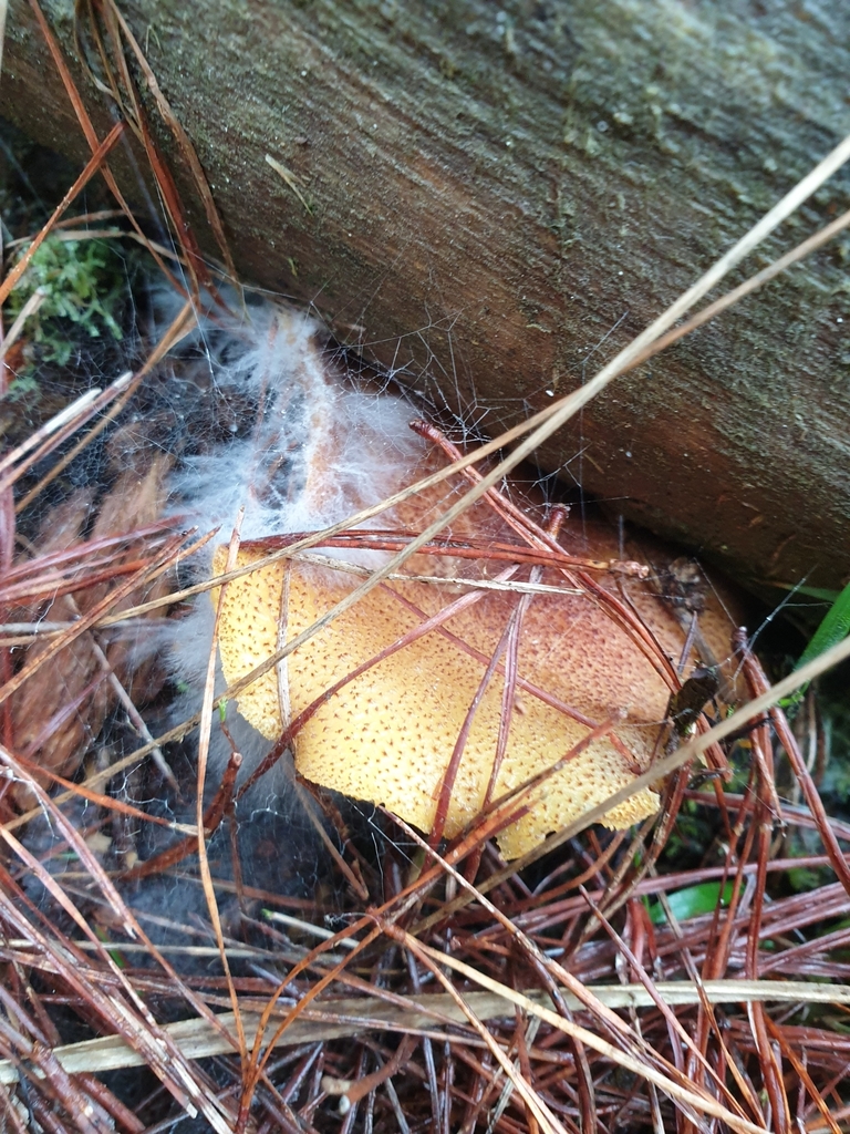 Tricholomopsis ornaticeps · June 2025 · photo: © samlasham (iNaturalist, cc0)