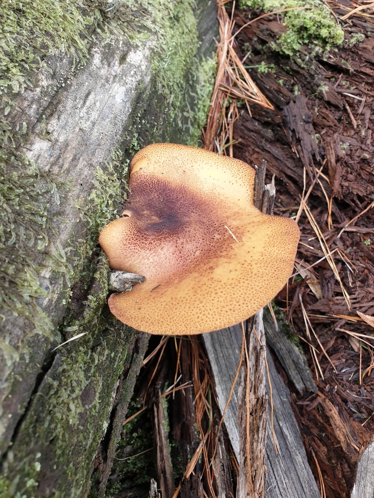 Tricholomopsis ornaticeps · June 2025 · photo: © samlasham (iNaturalist, cc0)