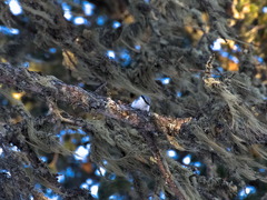 Sitta europaea asiatica