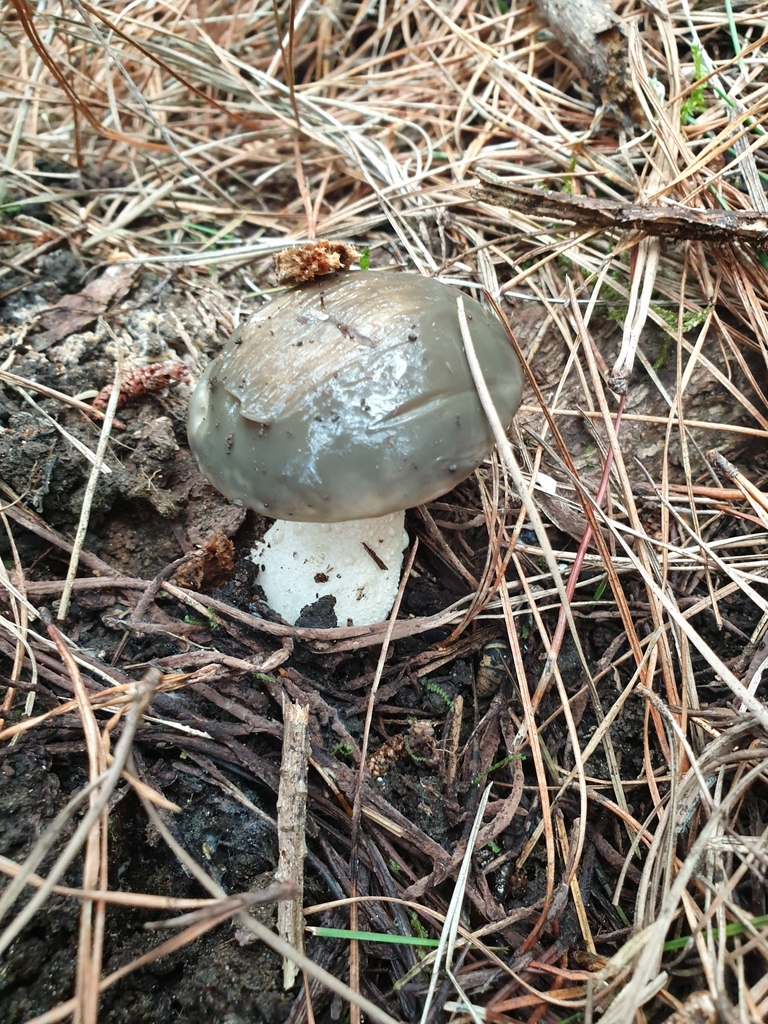 Suillus pungens · June 2025 · photo: © samlasham (iNaturalist, cc0)