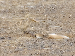 Montifringilla davidiana