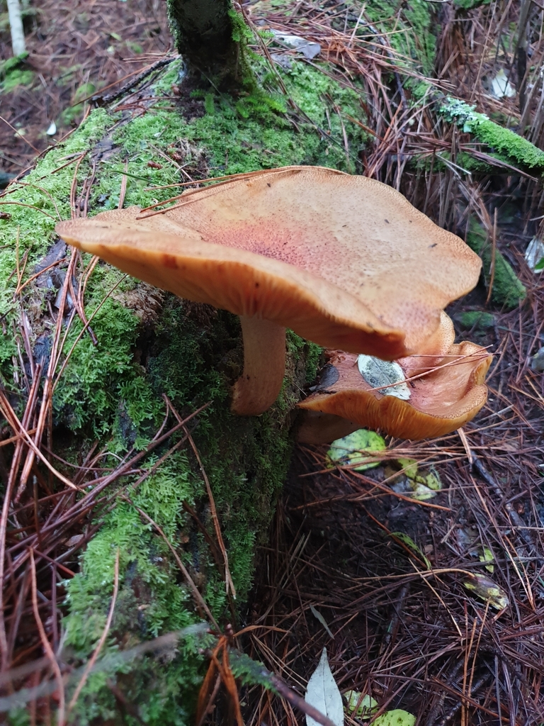 Tricholomopsis ornaticeps · June 2025 · photo: © samlasham (iNaturalist, cc0)