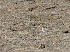 Montifringilla davidiana