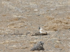 Montifringilla davidiana