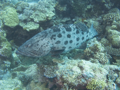 Epinephelus tukula